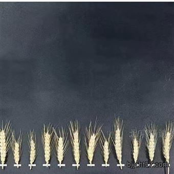 麦穗形态测量仪